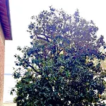 Sogni Sul - * Passignano sul Trasimeno